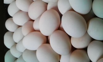 친환경인증서받은 오리알(유정란)