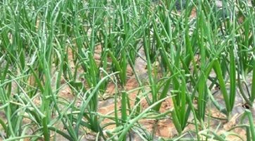 양파즙만드는방법4