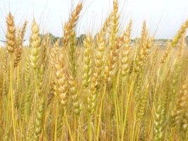 가라지 비유(The parable of the weeds/tares)