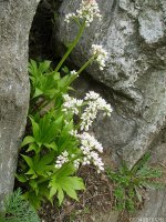 돌단풍 Mukdenia rosii