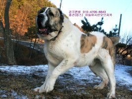 대형견분양사이트3