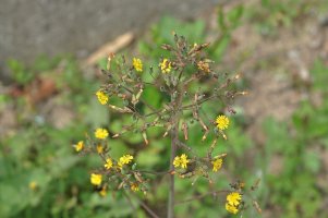 뽀리뱅이[황암채][Youngia japonica (L.) DC.]의 효능