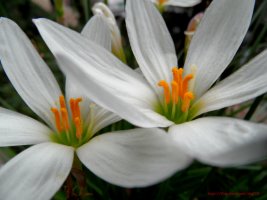 흰꽃나도샤프란