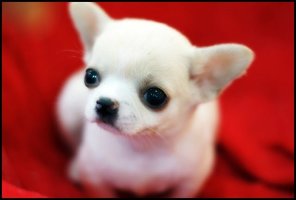 장모치와와분양1