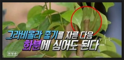 그라비올라 이미지