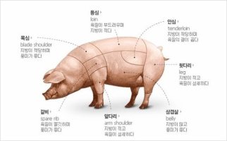 돼지 이미지