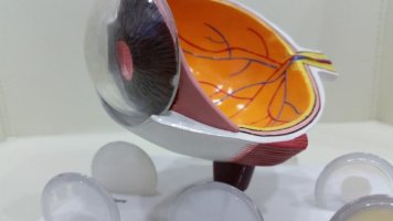 대전둔산동안과3