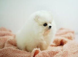 포메라니안분양3