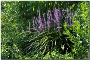 맥문동과 개맥문동