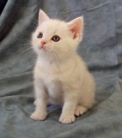 고양이의 복수 2