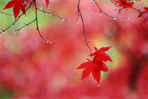 가을 노트....Les Feuilles Mortes 고엽(枯葉)