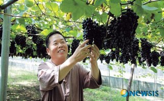 한그루 1500송이 포도나무 부농일군 '특허 재배법?'