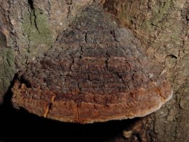 자연산상황버섯4