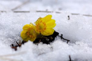 설중 변산바람꽃과 복수초.