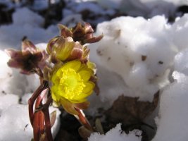 눈속의 변산바람꽃과 복수초