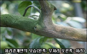 이끼제거제4