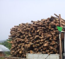땔감나무4