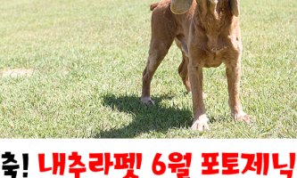 캘리포니아내추럴4