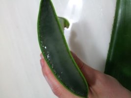 알로에먹는방법1