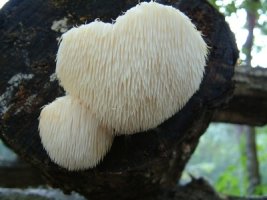 노루궁뎅이버섯먹는법4