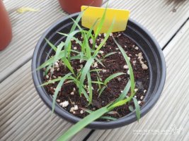 레몬그라스키우기2