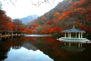 내장산단풍축제4