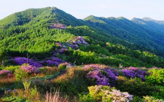 지리산비래봉철쭉