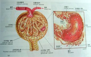 작지만 重要한 臟器 콩팥