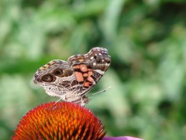 제휴없는웹하드1