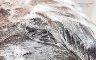 시크릿키패스트샴푸6