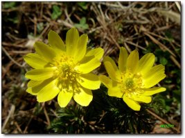 '영원한 행복'의 꽃말을 간직한 노란 복수초