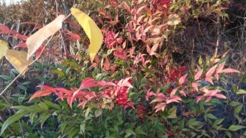 일반전세자금대출1