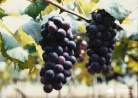 포도가격4