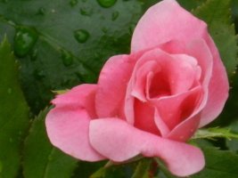 스카이패스카드4