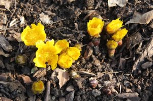 봄의 전령사 - 복수초와 납매