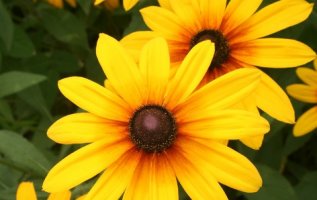 가을 꽃 상징 노란꽃 종류 - 국화 루드베키아
