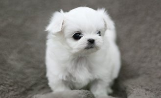 포항강아지분양3