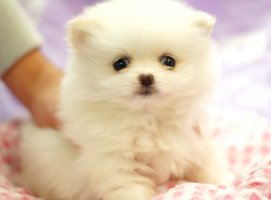 포메라니안분양5