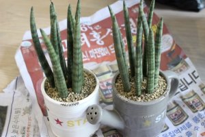 스투키 키우기4