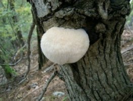 노루궁뎅이버섯먹는법6