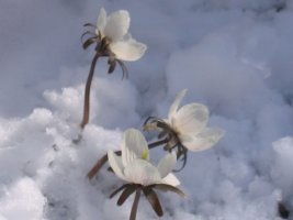 눈속의 변산바람꽃과 복수초