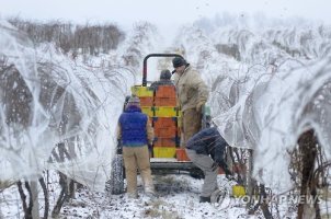 Food and Farm-Ice Wine