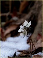 변산바람꽃/ 복수초